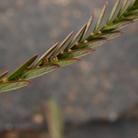 Phyllanthus urinaria L.